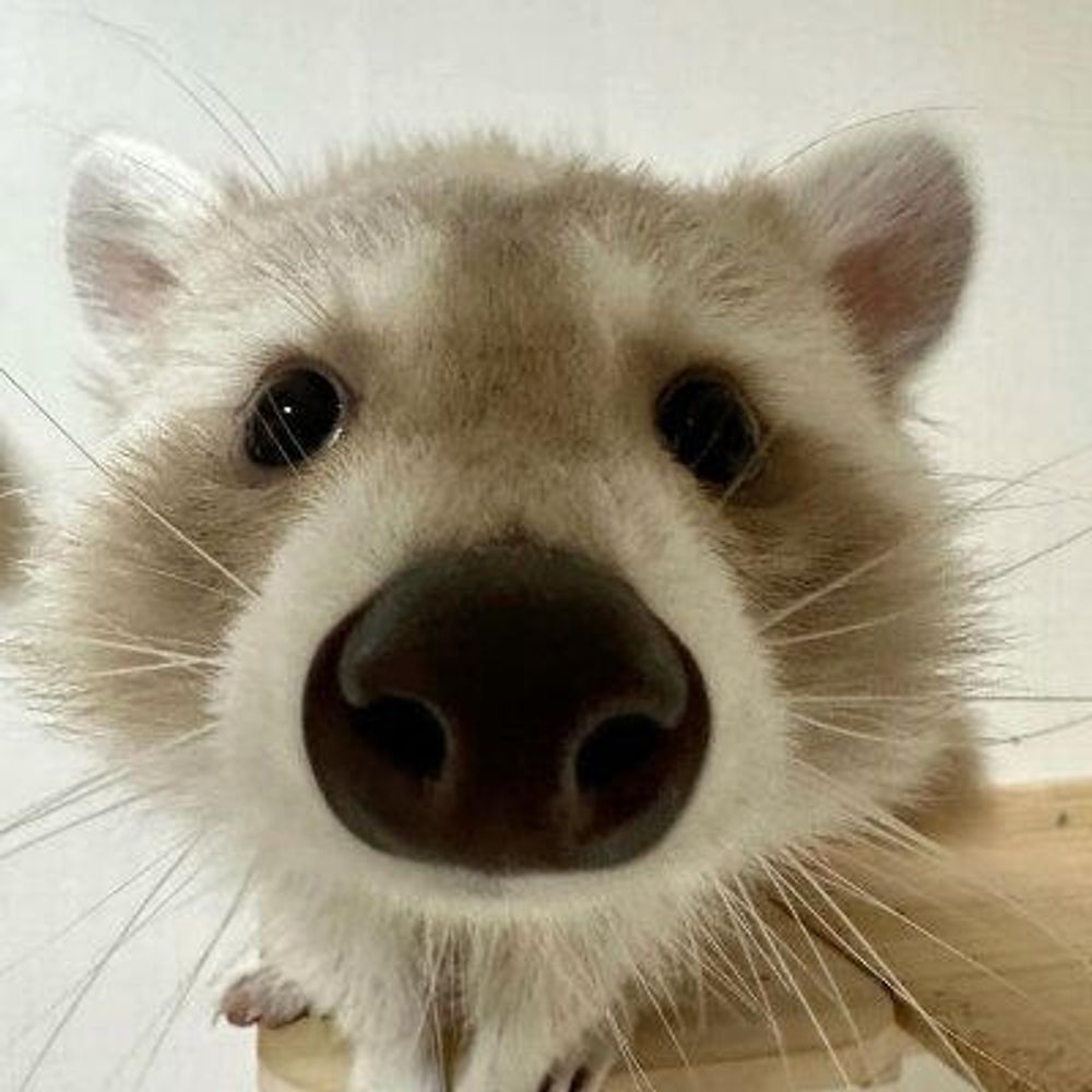 ˖⁺‧₊˚ 𝙢𝙖𝙭 ˚₊‧⁺˖