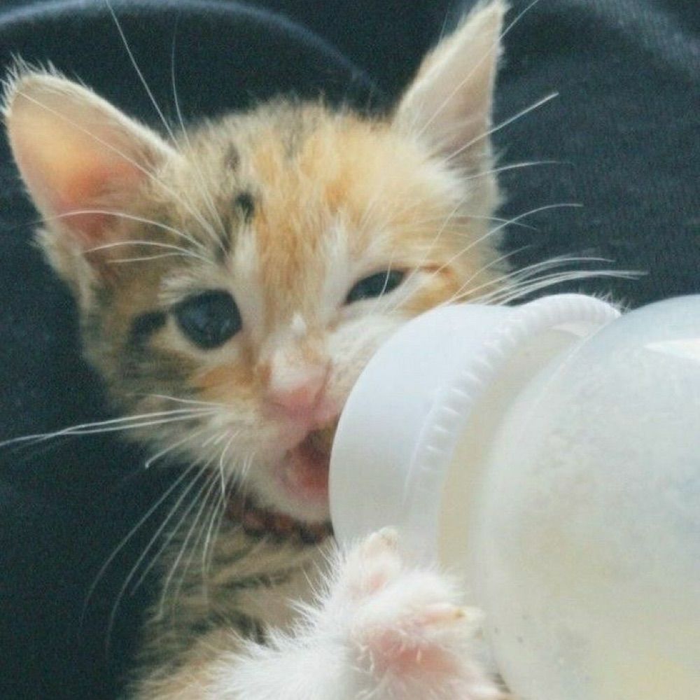 manu