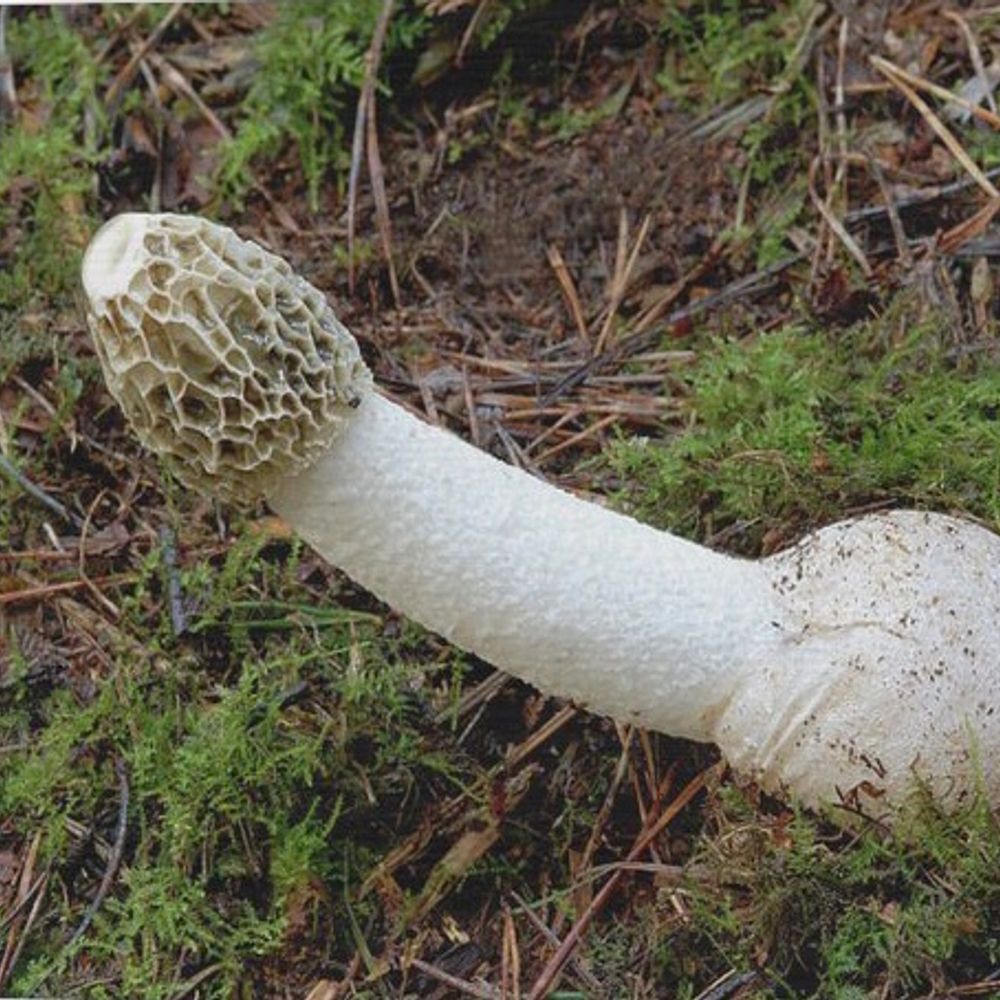 Fungal Agent