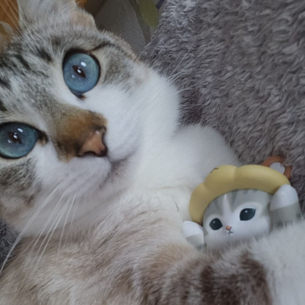 Sei812🐈