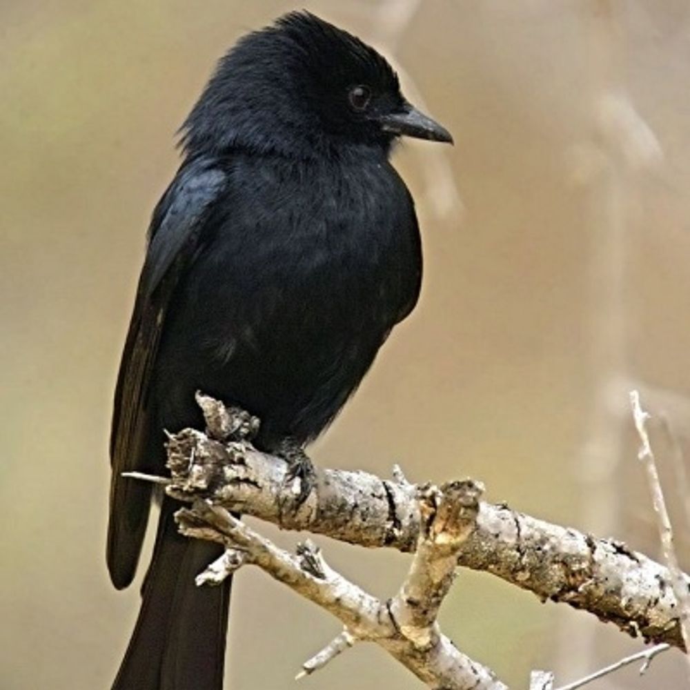 Trauerdrongo