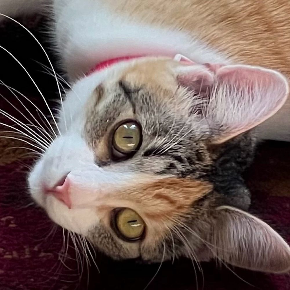 KatwoMN
