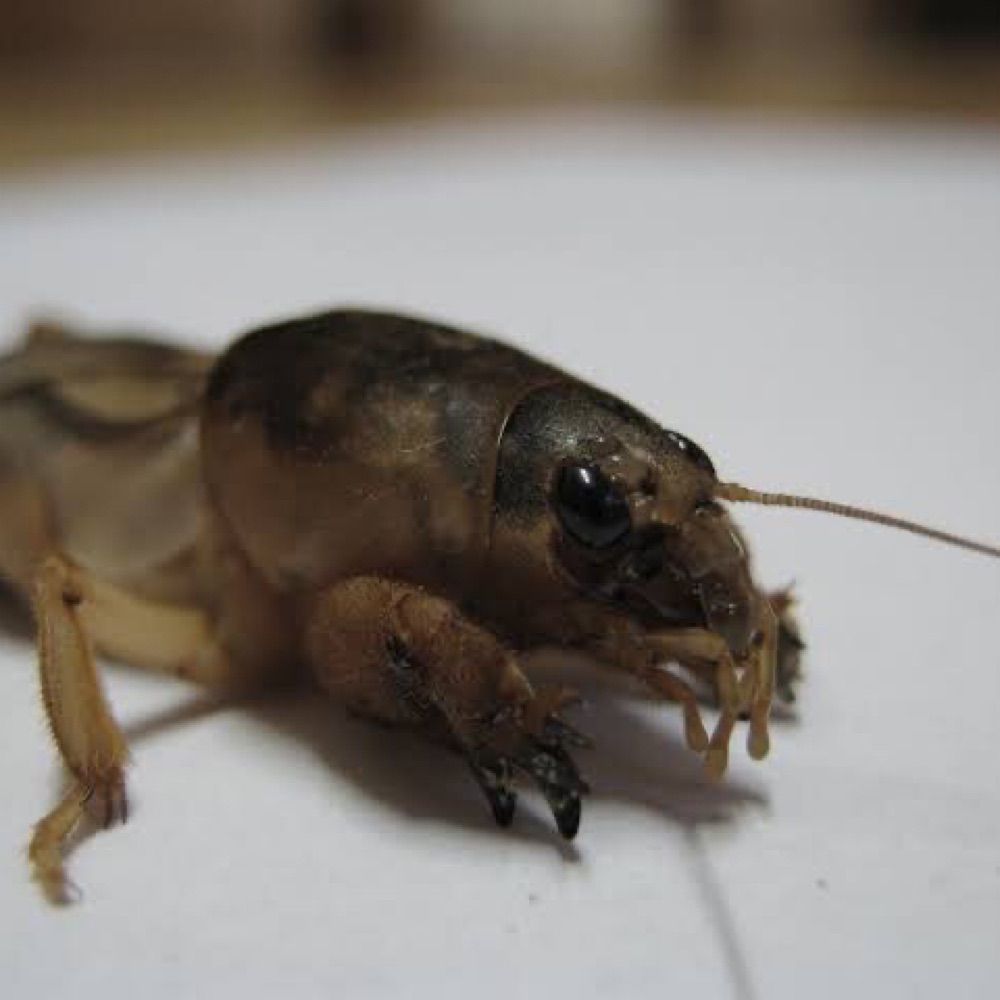 barulho