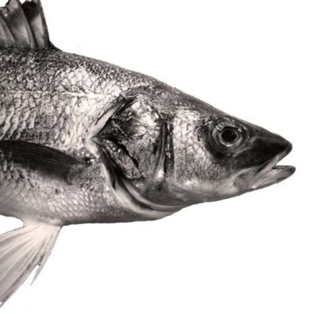 Better Know a Fish! / 曉得多魚！