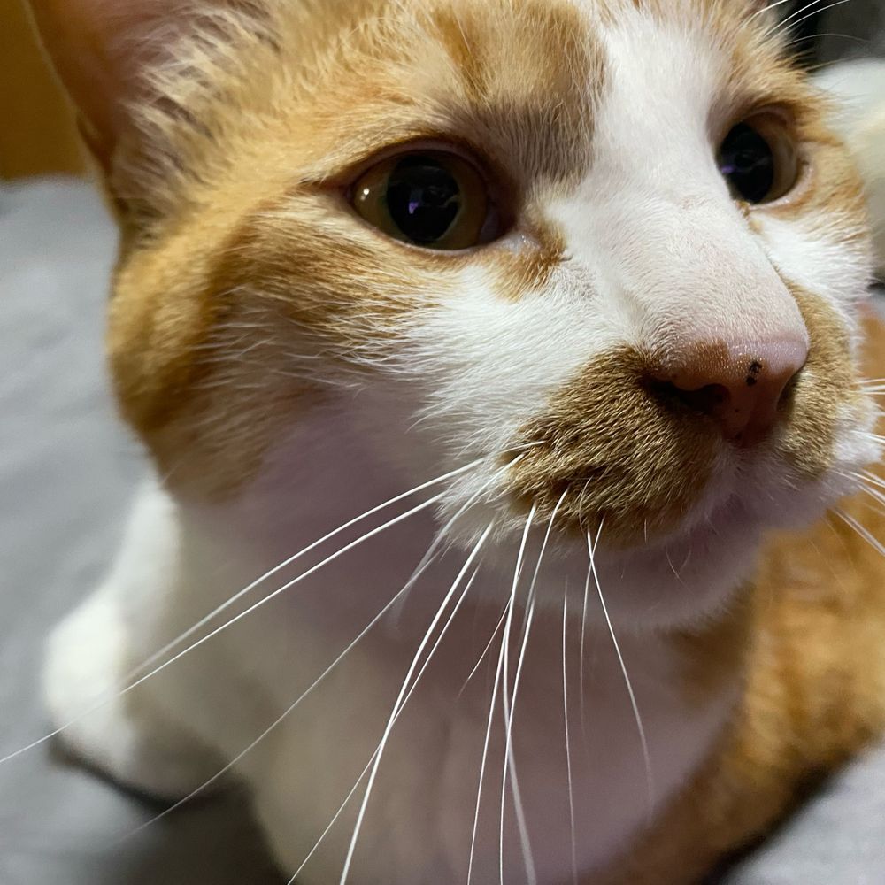 きなこ🐱