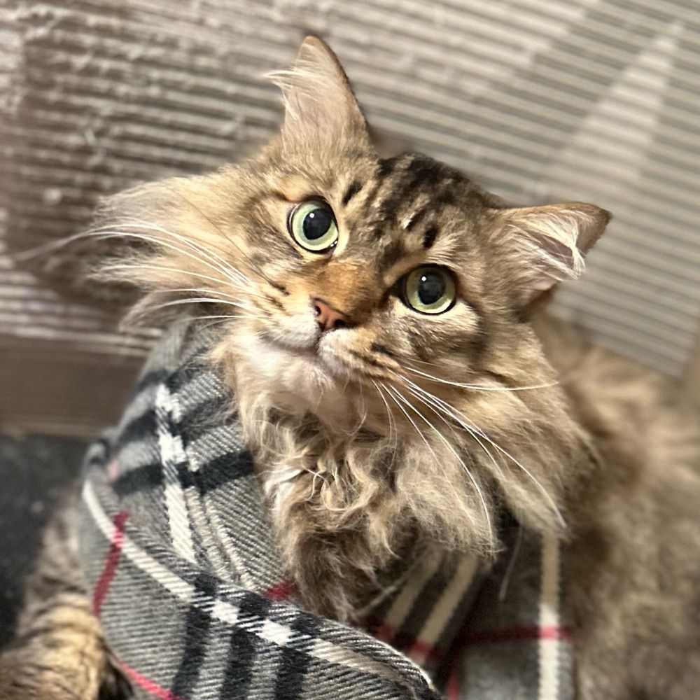 MIKA the Siberian cat