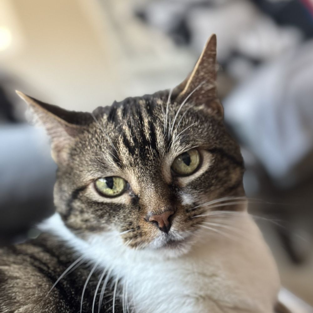Pookymycat