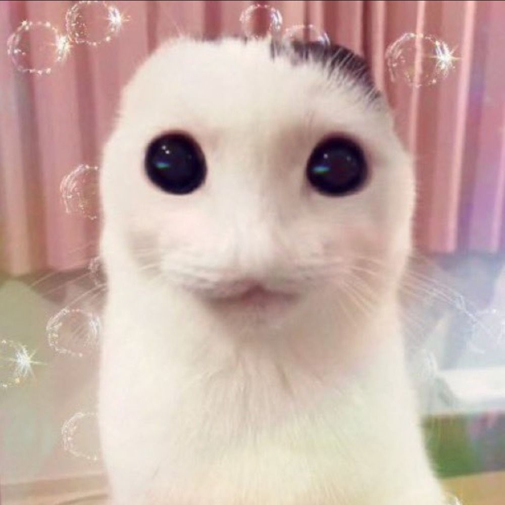 Memeybobeany