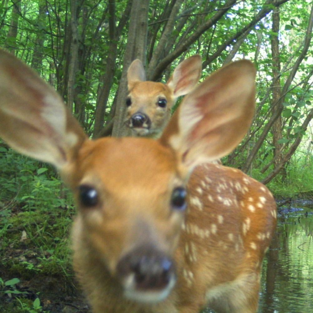 trailcams