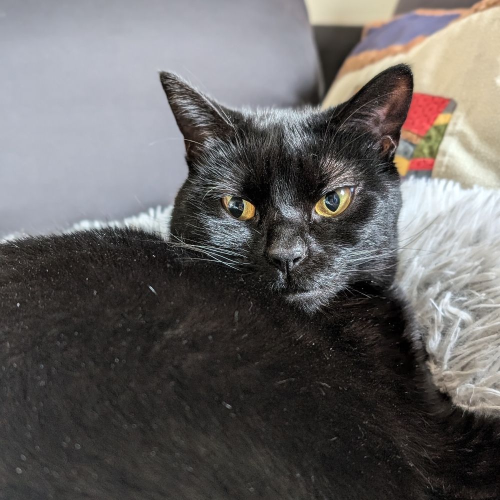 somethingkaty 🐈‍⬛