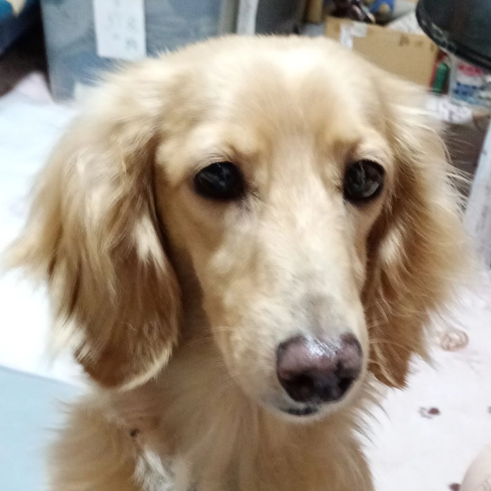 🐶シャーリィーちゃんねる