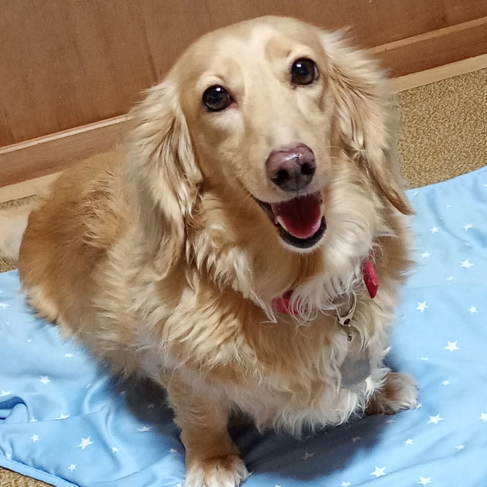 🐶シャーリィーちゃんねる's Avatar