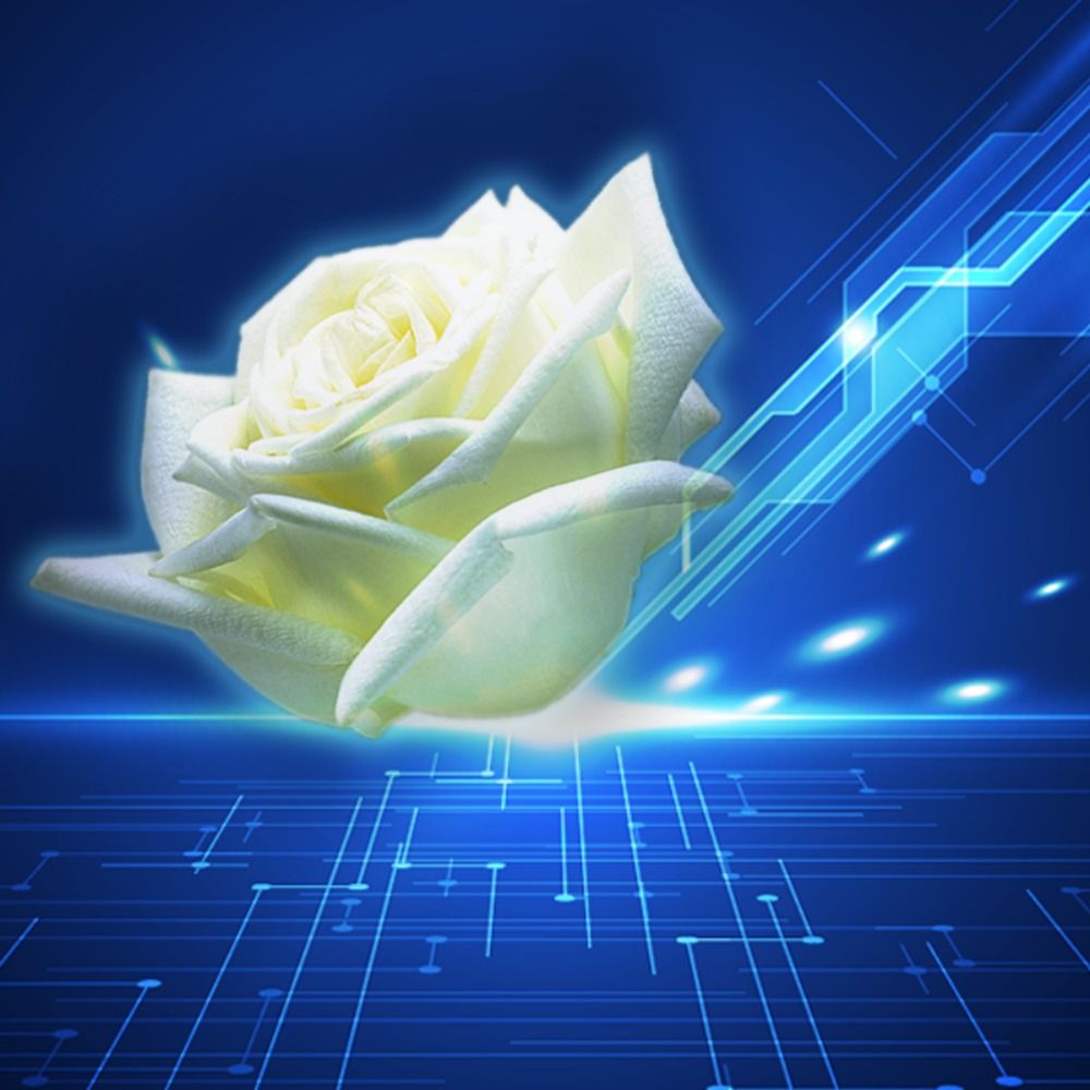 Siliconrose