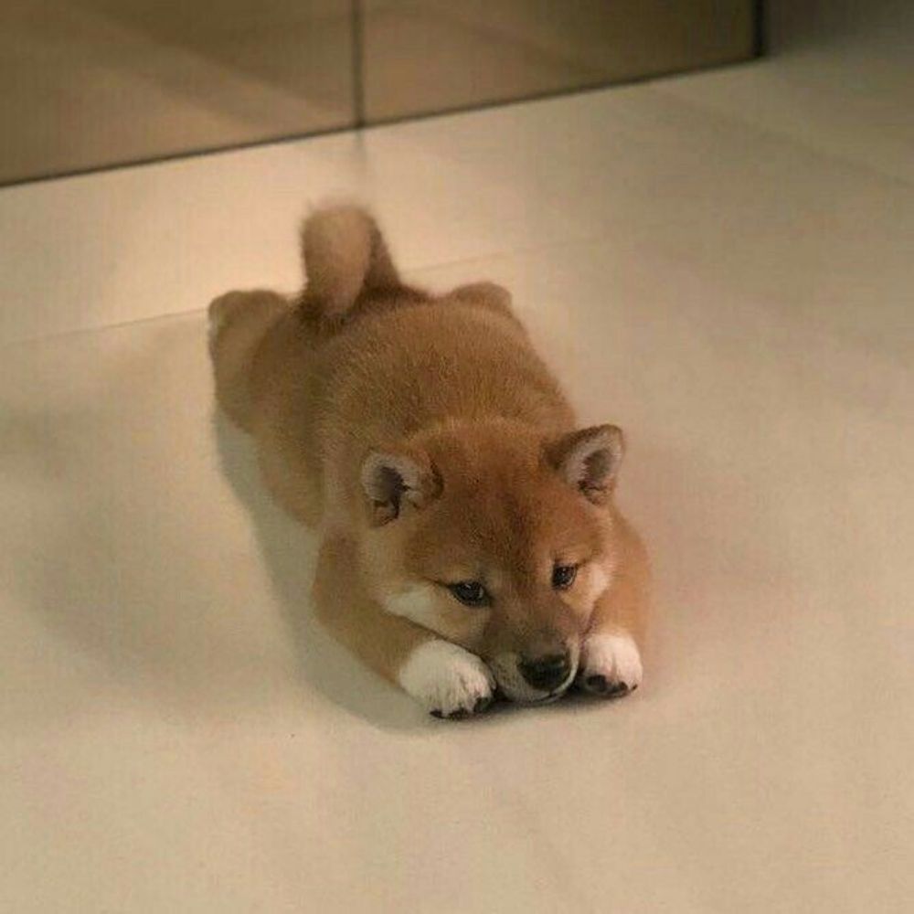 ChubbyCat