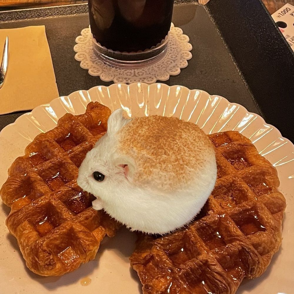 起司人