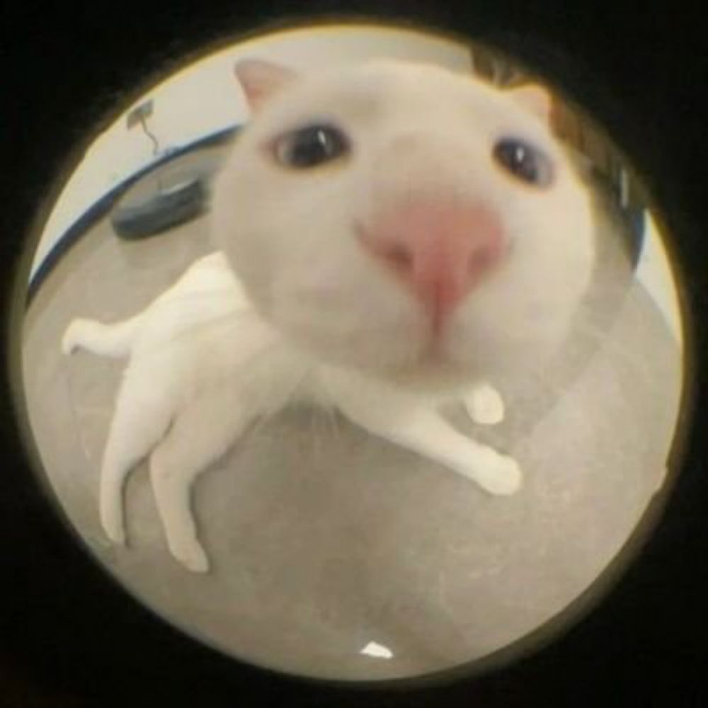 coguMeow