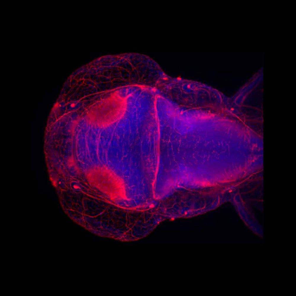 Development, Regeneration and Neurophysiology