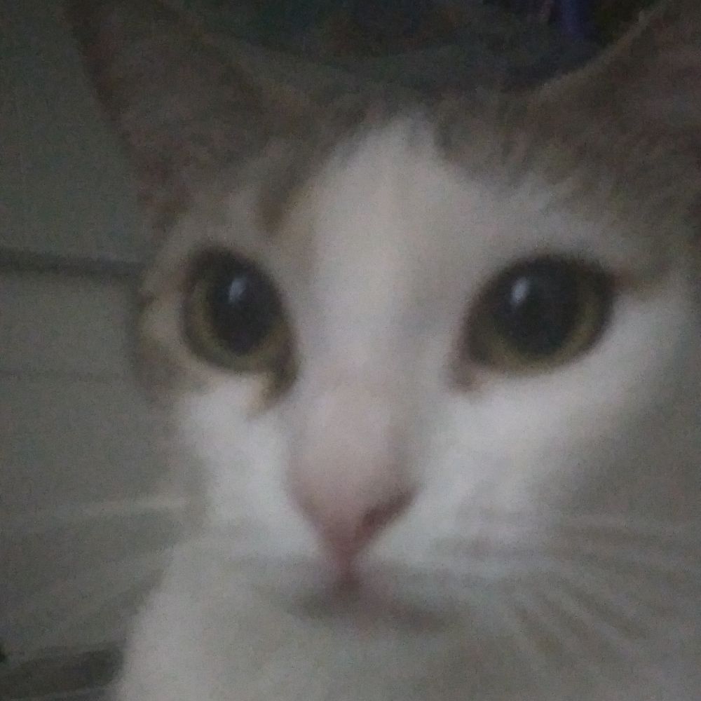 Gato Fudido
