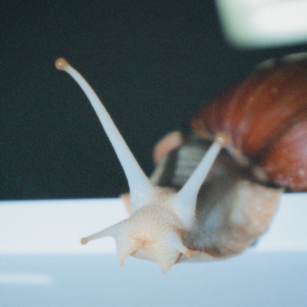 복족계정