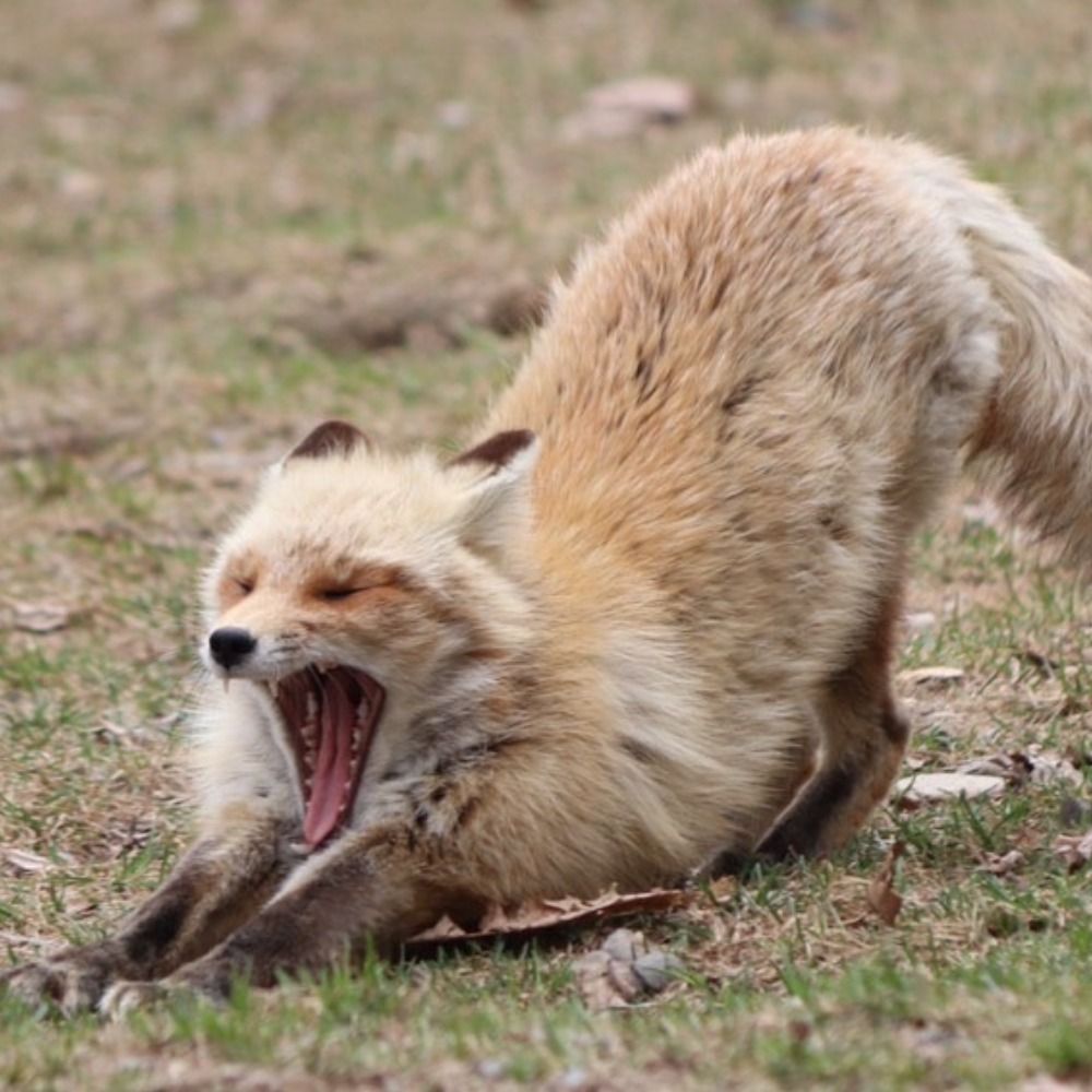 澱