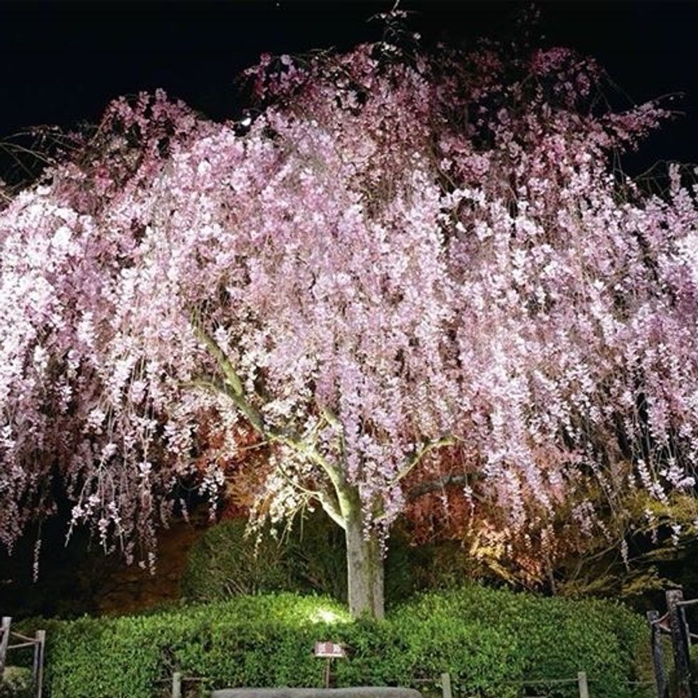 Sakura☆