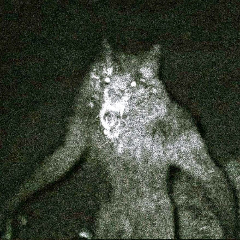 𝖒𝖔𝖓𝖌𝖗𝖊𝖑