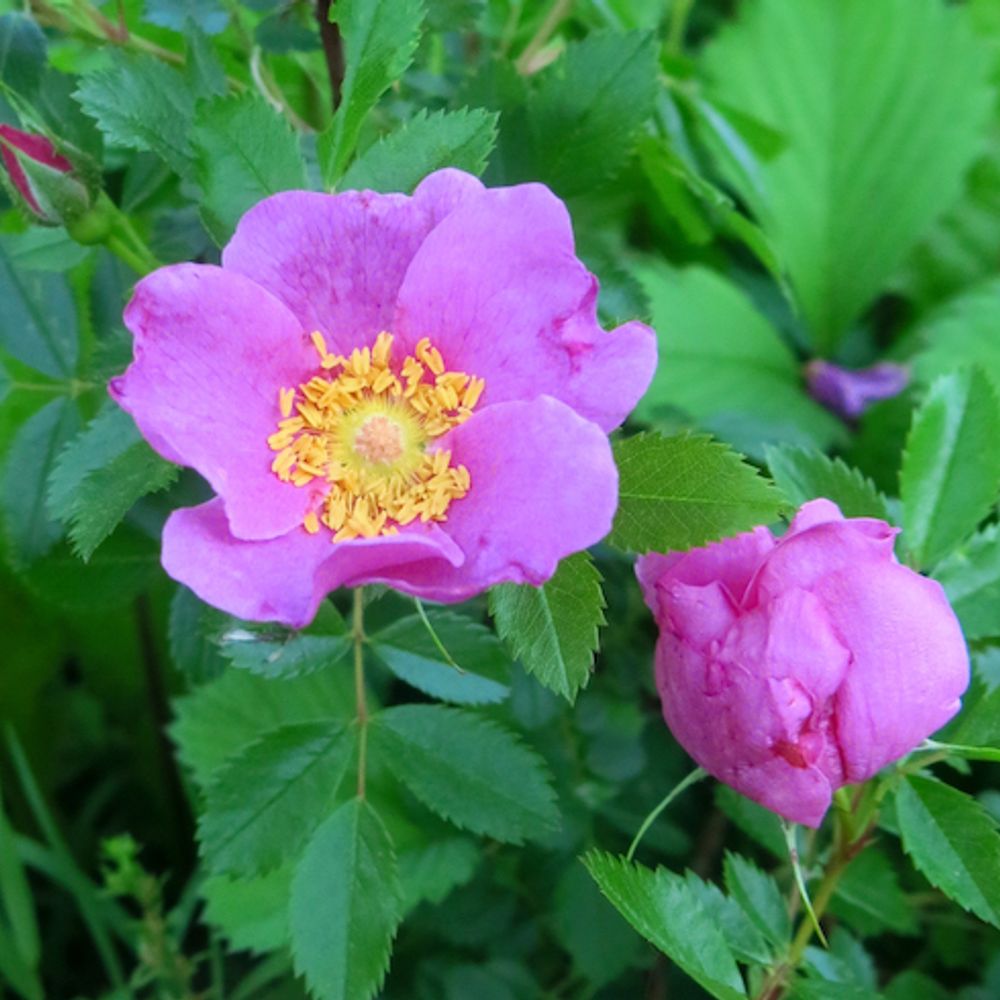 The Wild Rose - Music Reviews