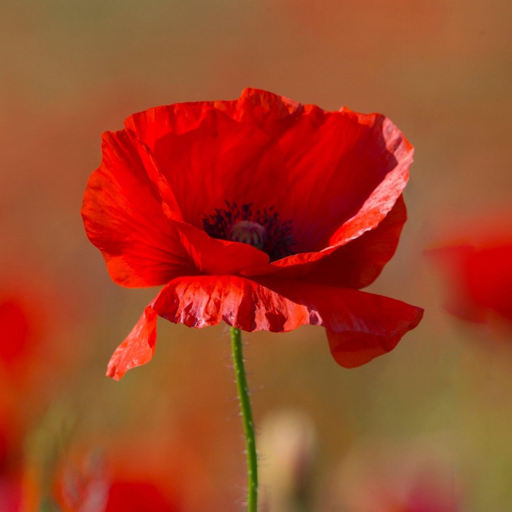 Poppy