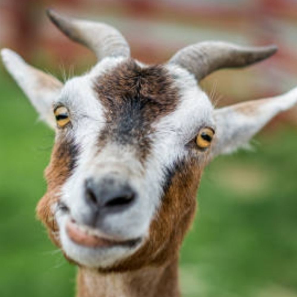 Bucket of Goats