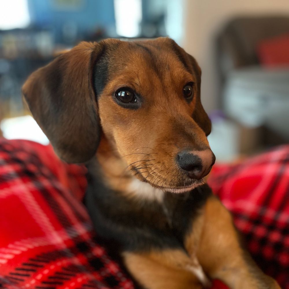 Kentucky Stevie 🐾