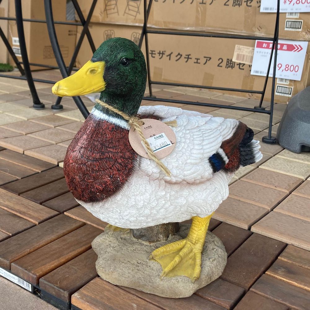 堺　大輝