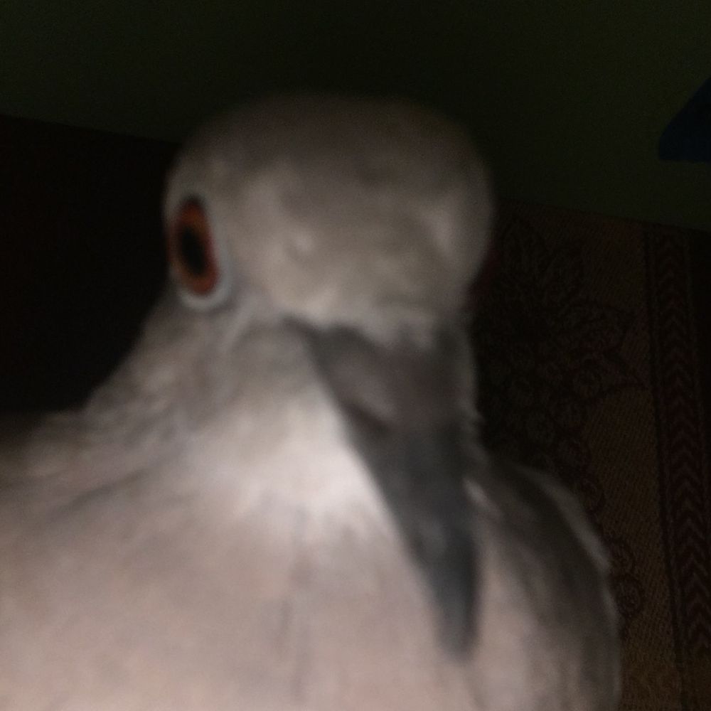 The Bird Lord