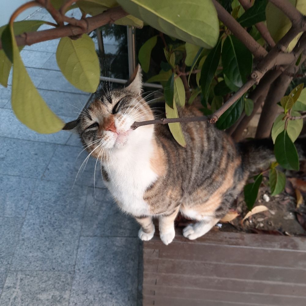 Mahmut