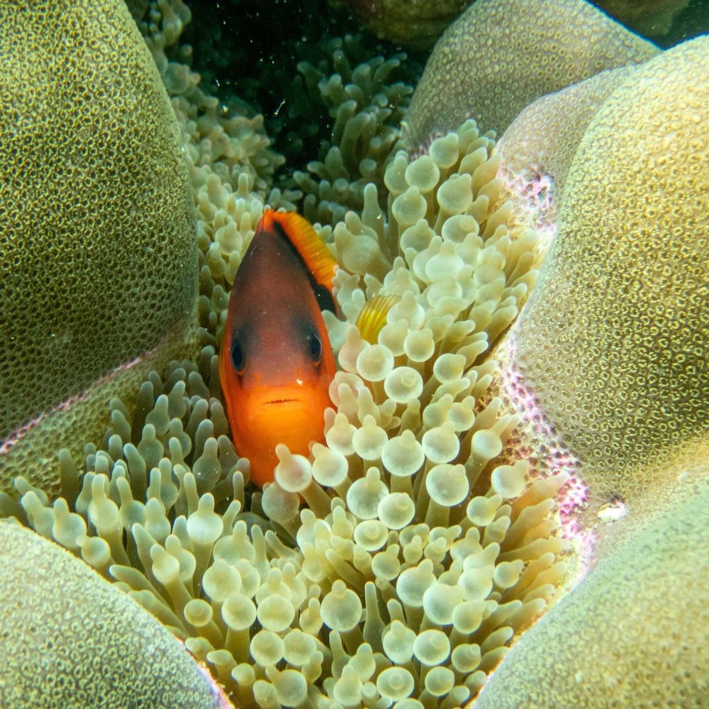 Mirko