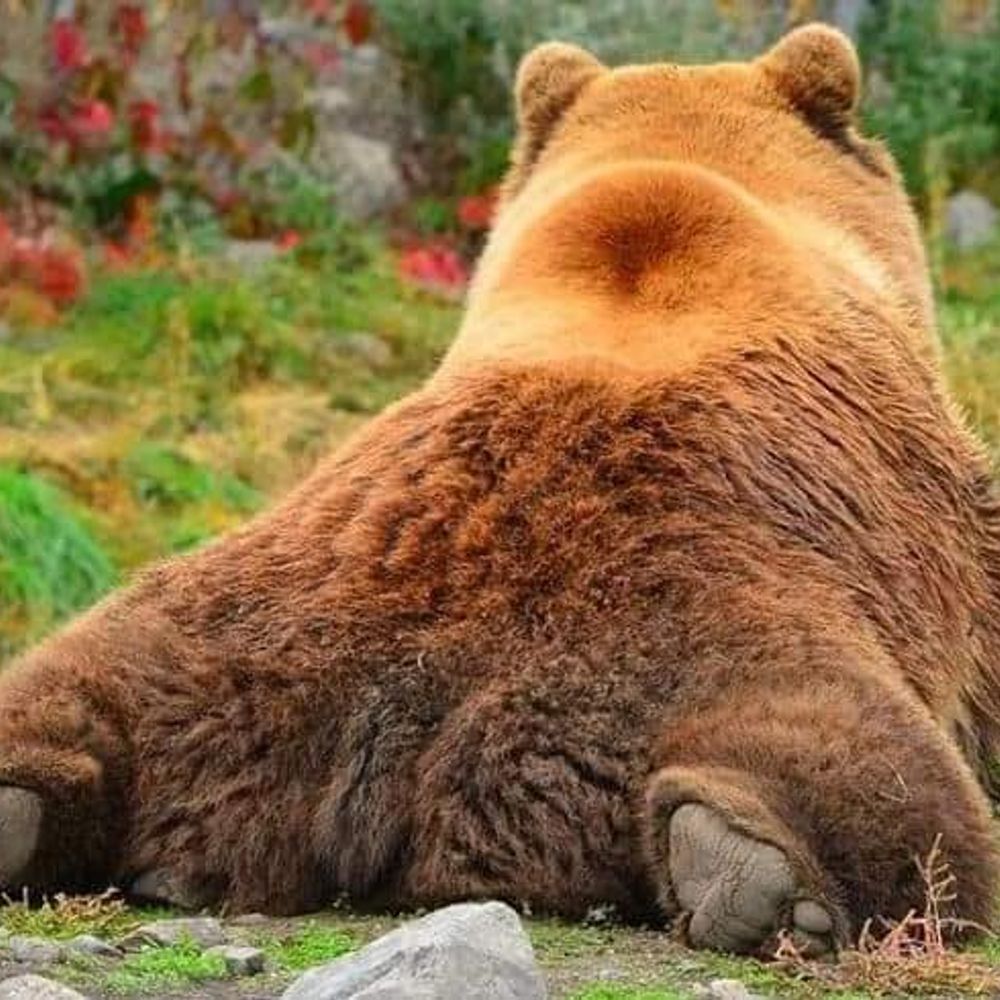 FTM Puppy Bear