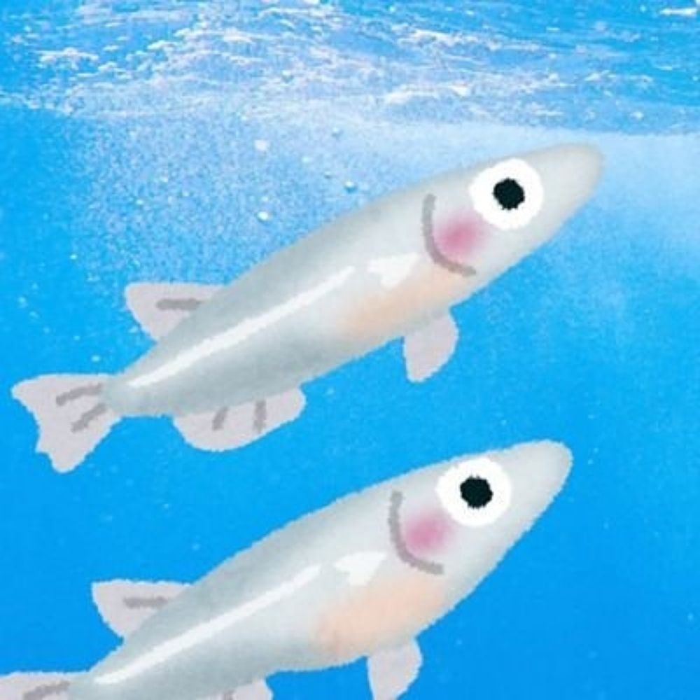 白めだか