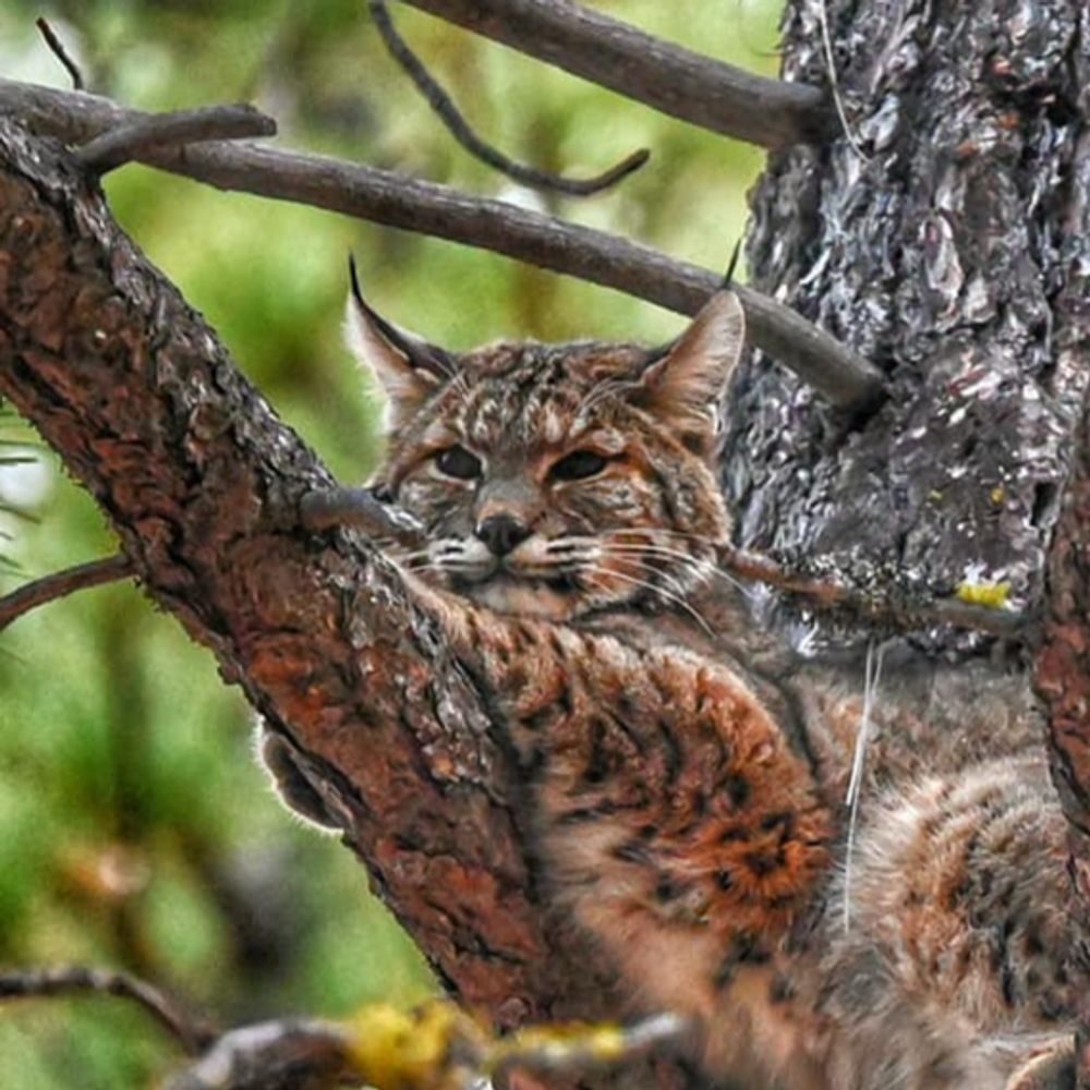 Bobcat Brooke