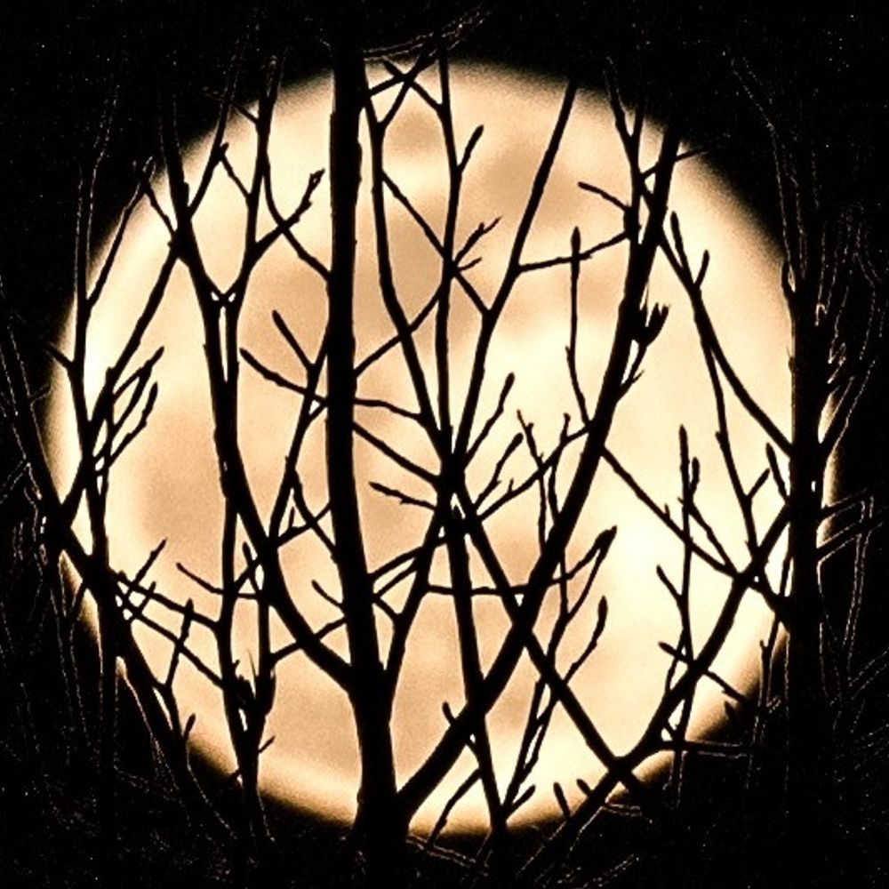 The Moonlit Road