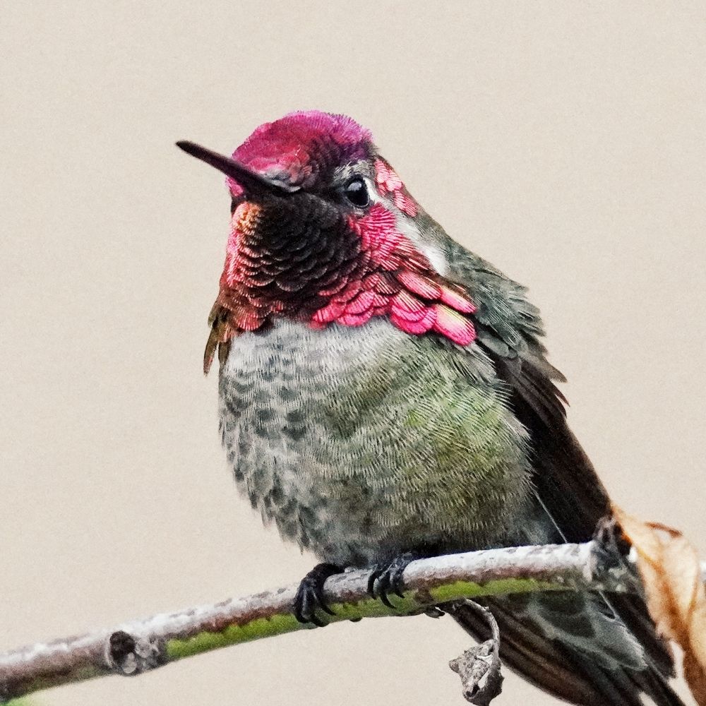 M. Tirado