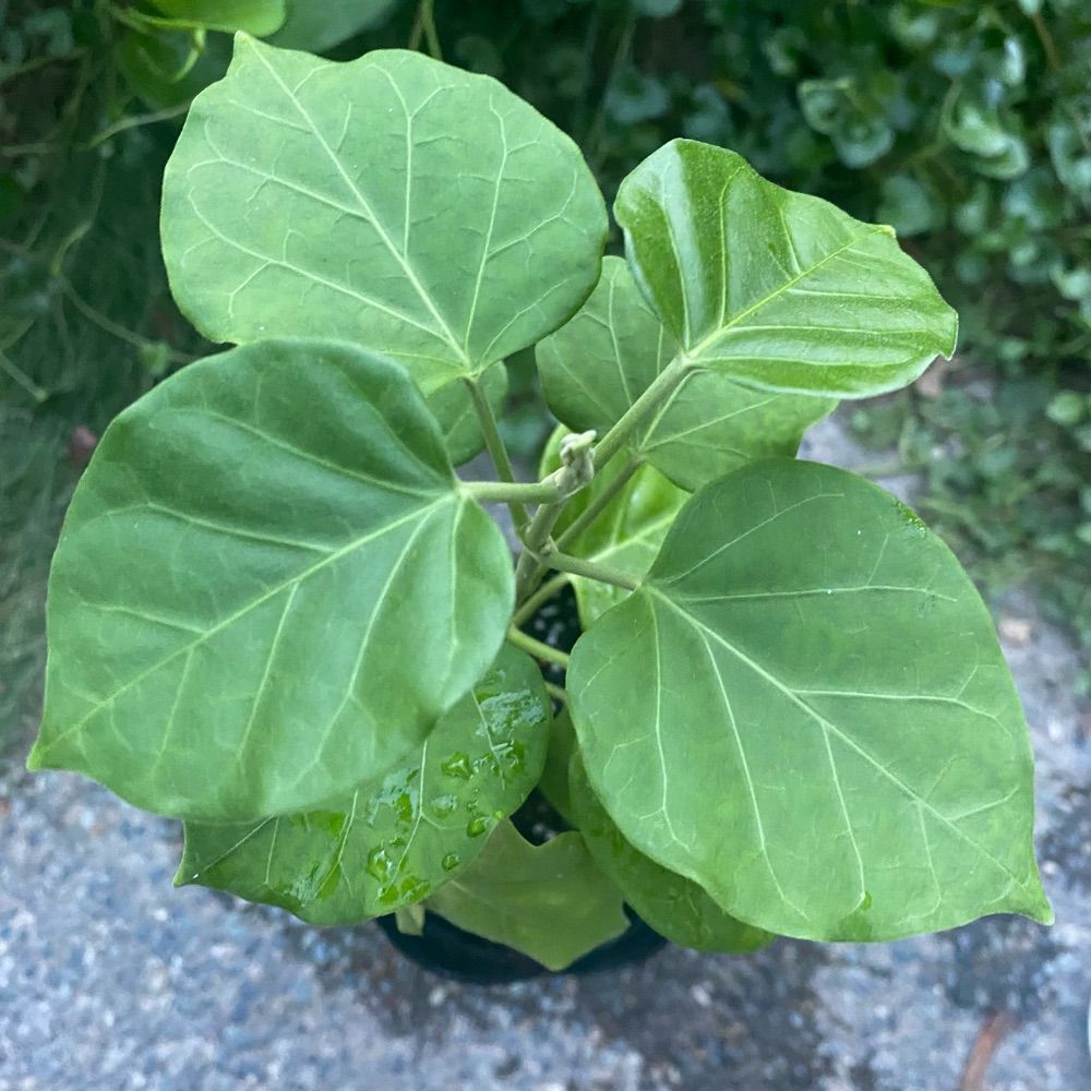 湯