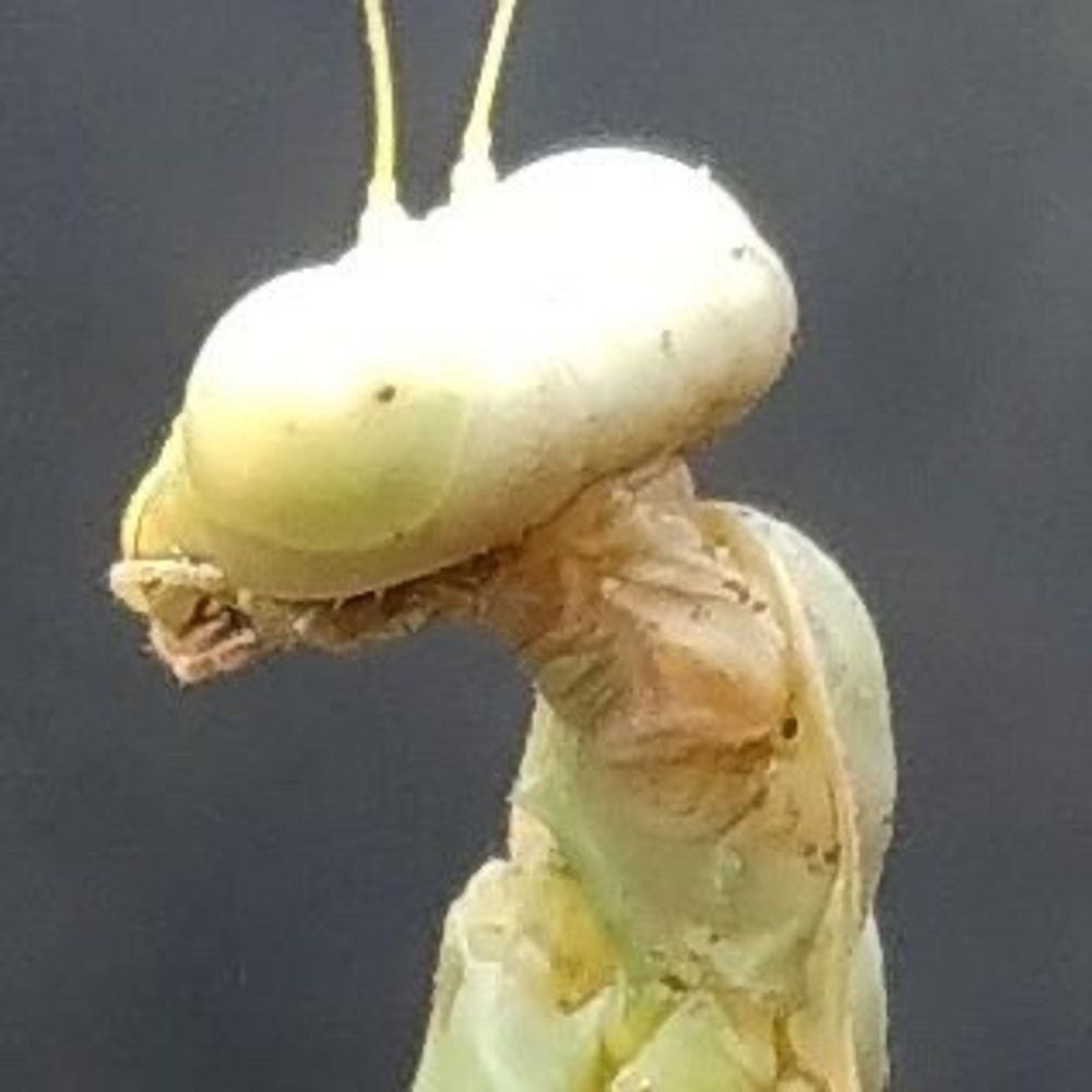 Grumbler