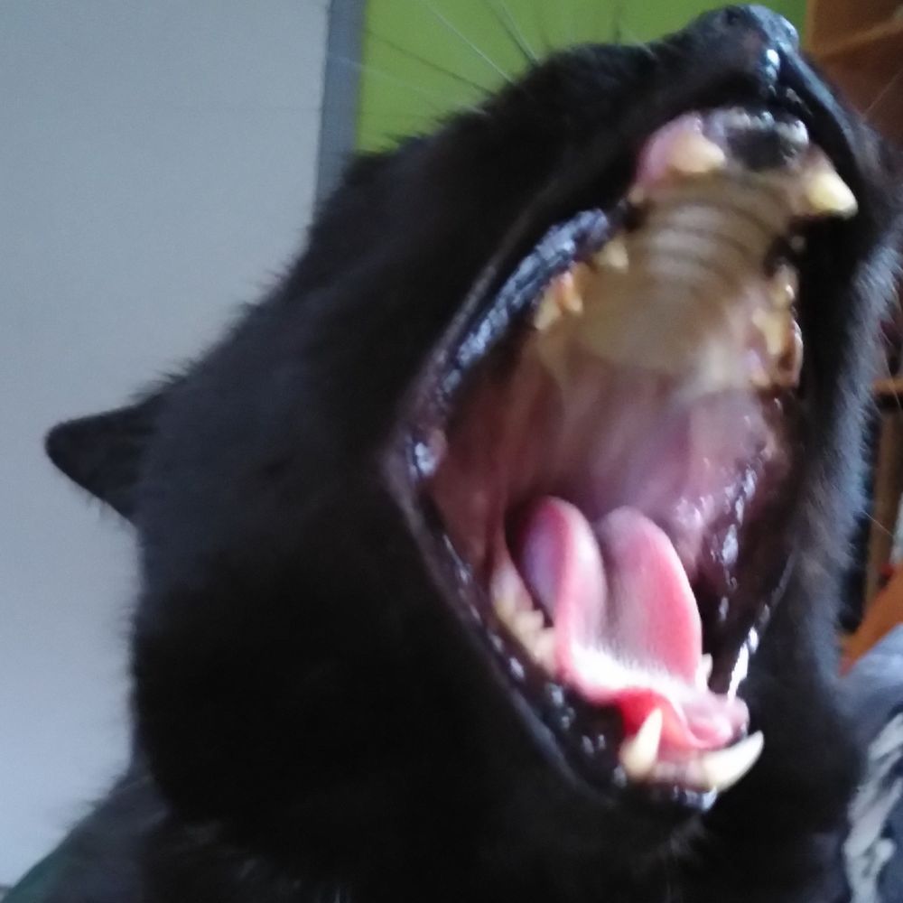 Catcatcat