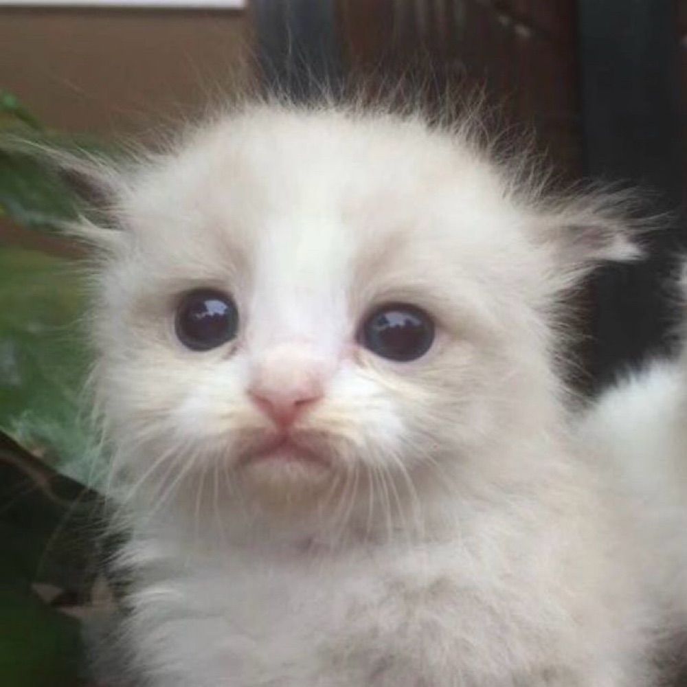 🥟ྀི 🐱ྀི🦊ྀི