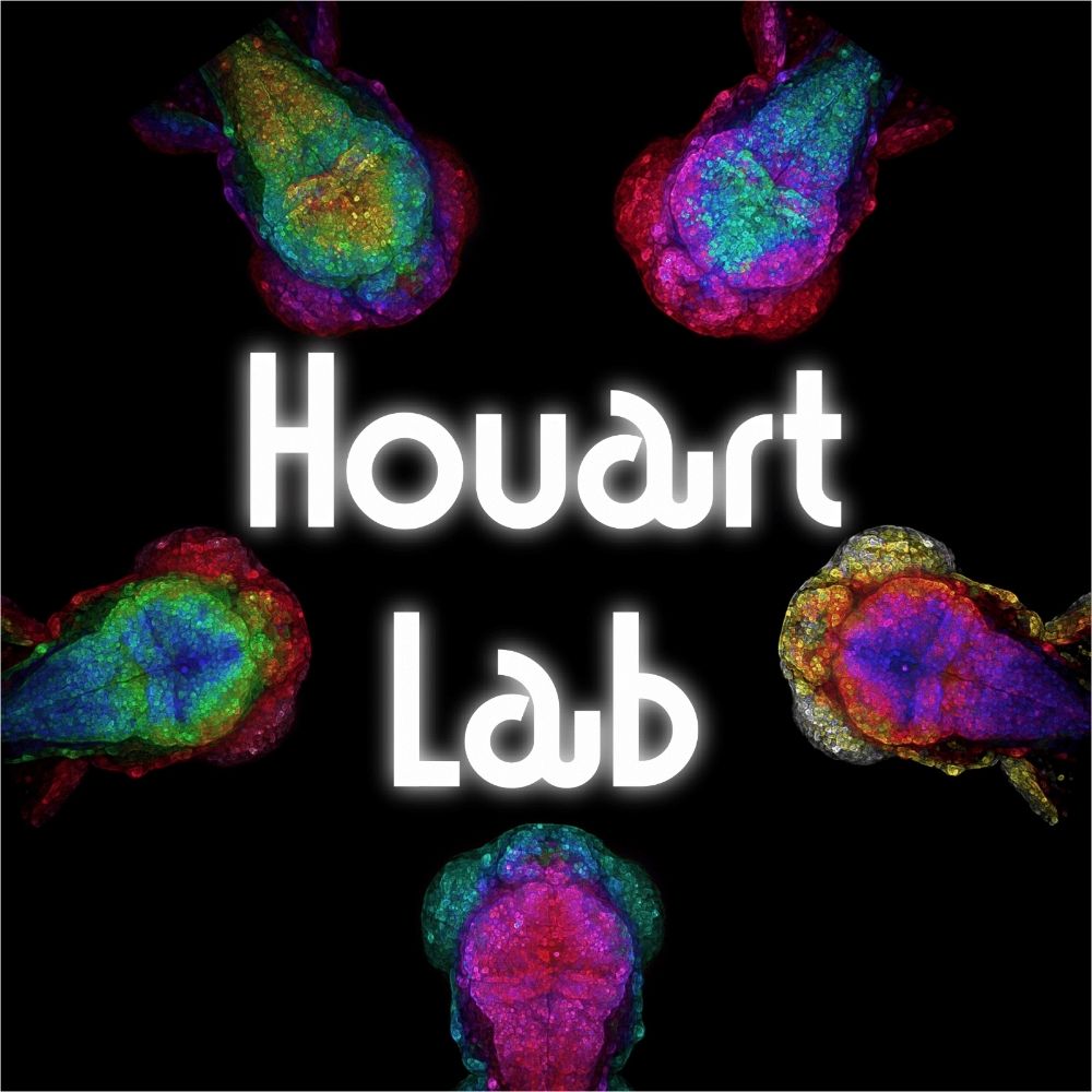 Houart Lab
