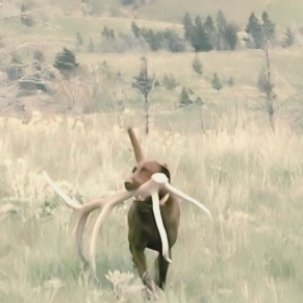 Bella's Bones