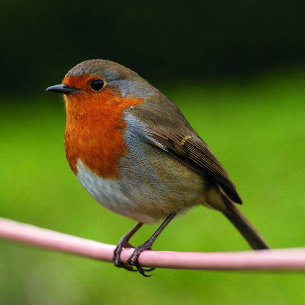 Robin