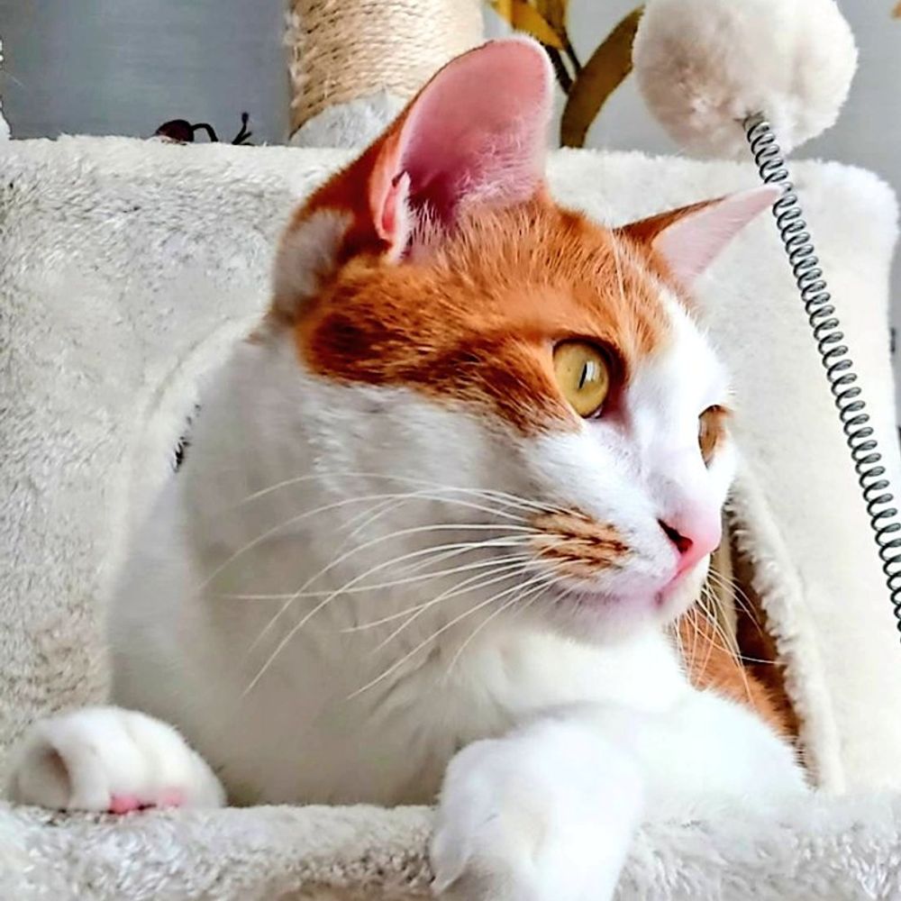 ムスビ✾ほぺちゃ