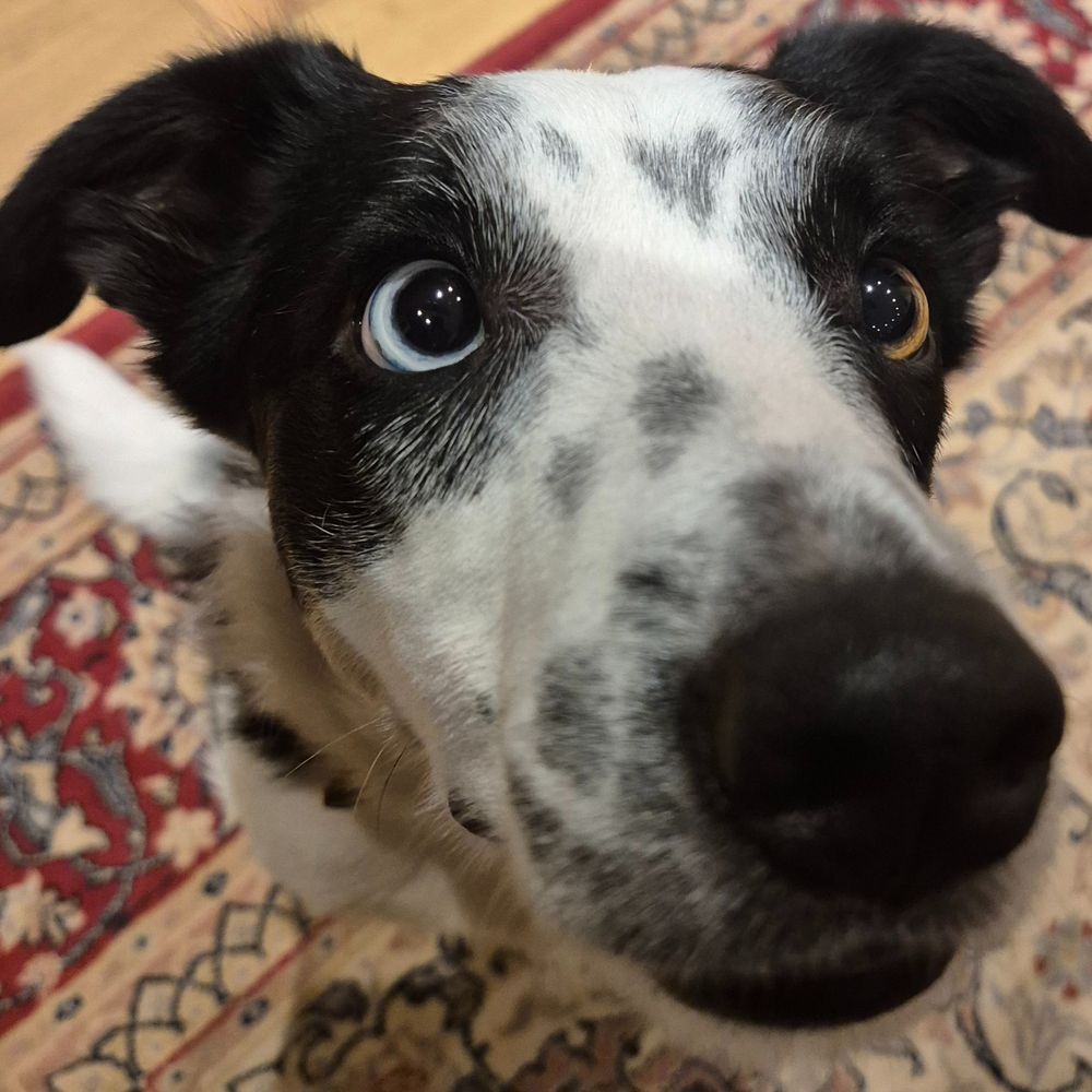 Borders Collies