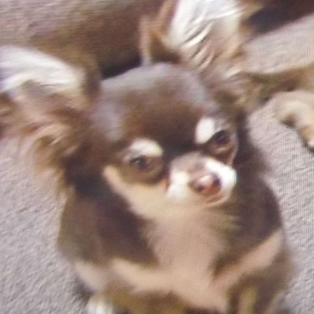 門馬 犬太郎