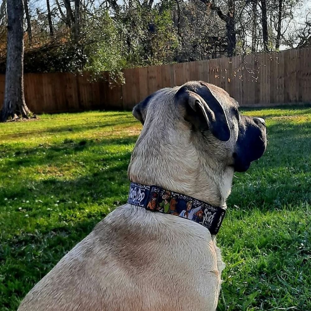 Waylon Beignet
